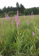 12 Mueckenhaendelwurz